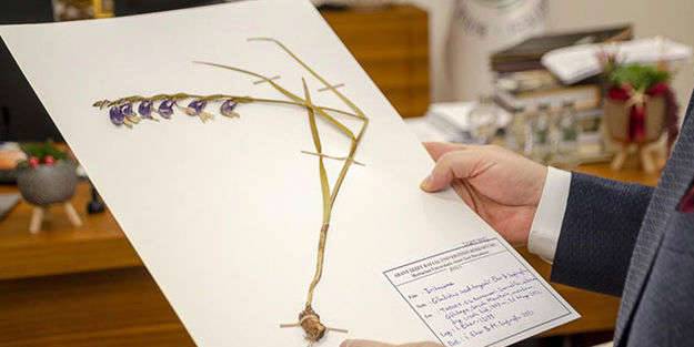 Yeni kılıç otu türü keşfedildi