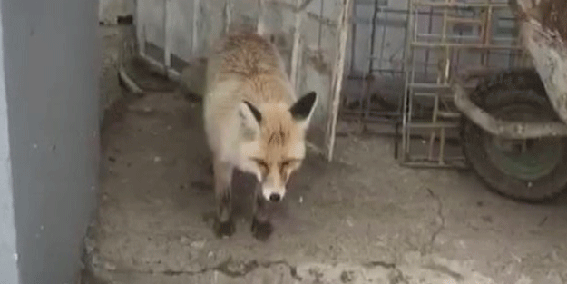 "Yeni kiracım" dediği tilkiyle dakikalarca sohbet etti