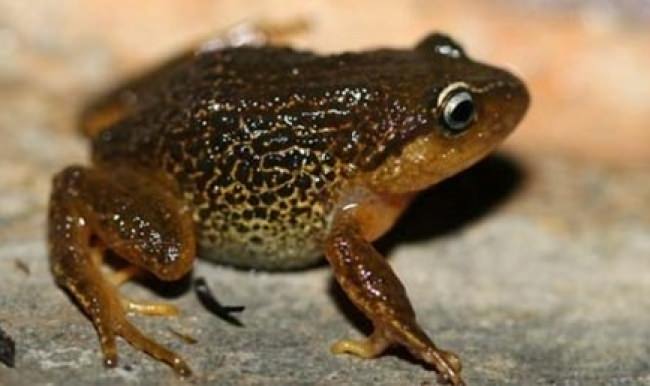 Yeni kurbağa türü keşfedildi