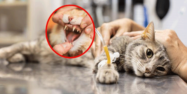 Yeni ölümcül salgın kabusu! Kediden insana...
