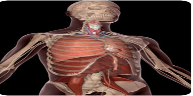 İnsan'da yeni organ bulundu