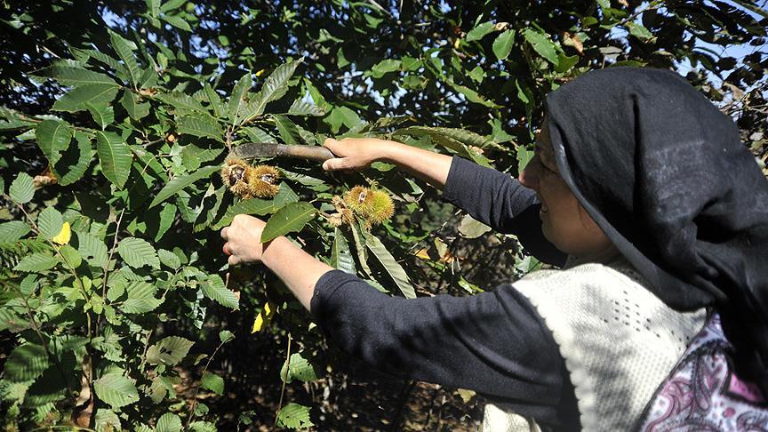 Yeni sezon kestane pazara indi