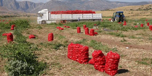 Fiyatı düşmesine rağmen pazarda üç katına satılıyor
