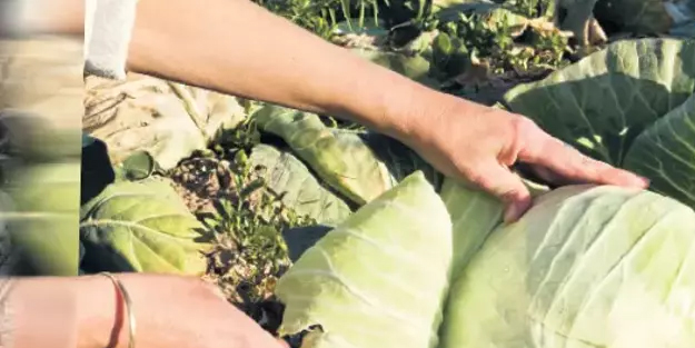 Yeni süper gıda: Lahana! Türk mutfağının vazgeçilmezi
