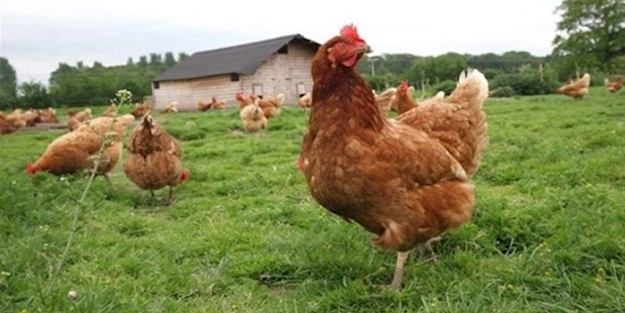 Yeni üreticiler bekleniyor... Tavuk eti ve tavuk yumurtası üretimi azaldı