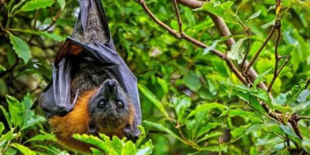 Yeni virüs alarmı: Yarasa nüfusunda çok bulaşıcı ve öldürücü