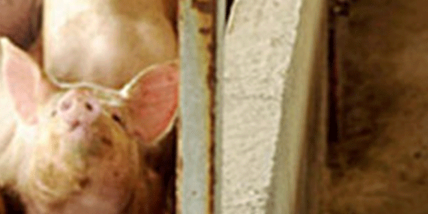 Yeni virüs tehlikesi! Dünyaya duyurdular: Salgın her an patlak verebilir