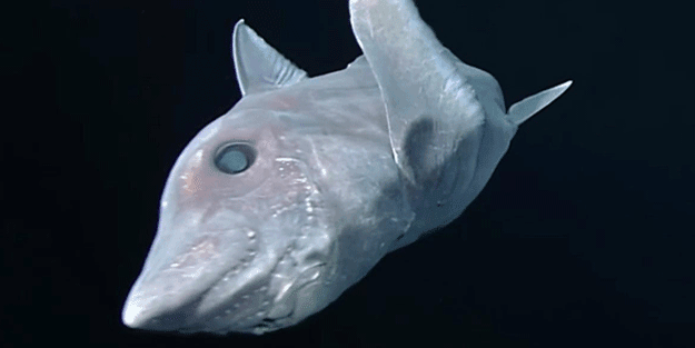 Yeni Zelanda'da hayalet köpek balığı yavrusu bulundu