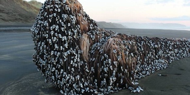 Yeni Zelanda’da karaya gizemli bir nesne vurdu