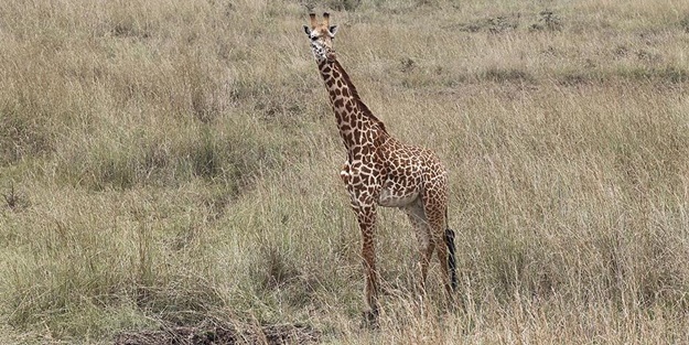 Yeni zürafa türleri keşfedildi