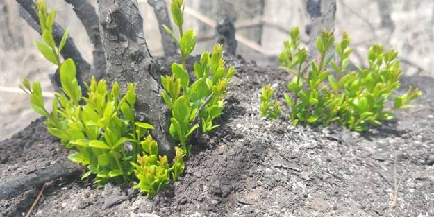 Yeniden dirilişin karesi