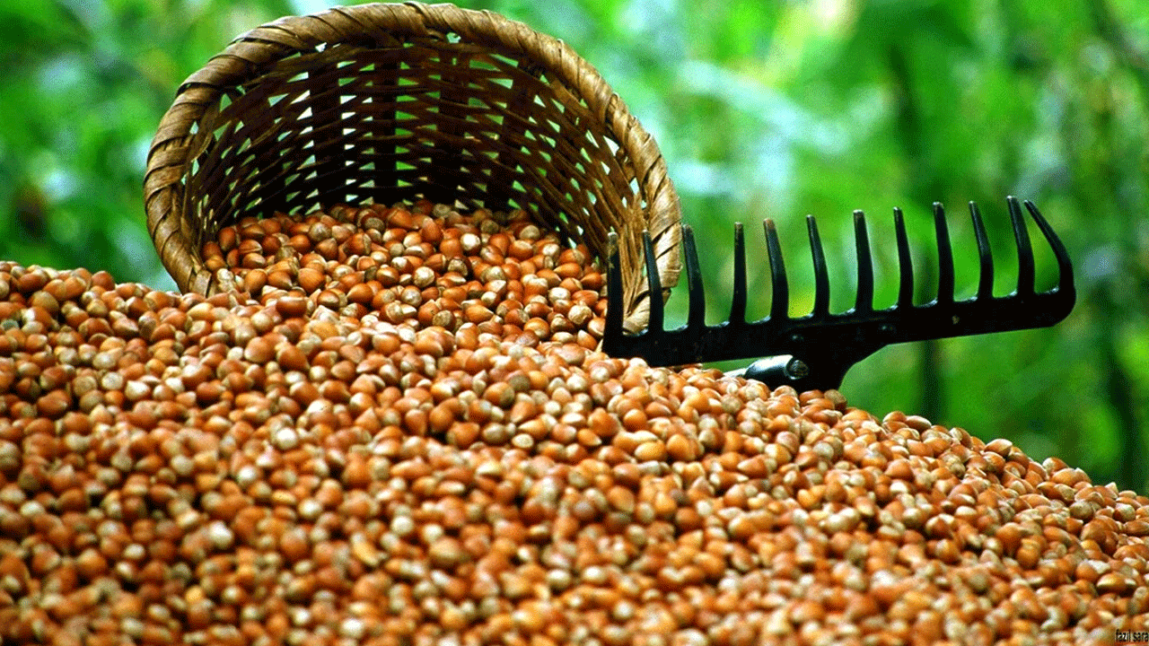 Yeniden Refah Partisi fındığa dolarla fiyat biçti