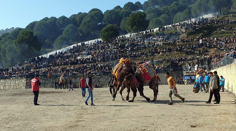 Yenipazar’da 36. Deve Güreşi Festivali renkli görüntülere sahne oldu 