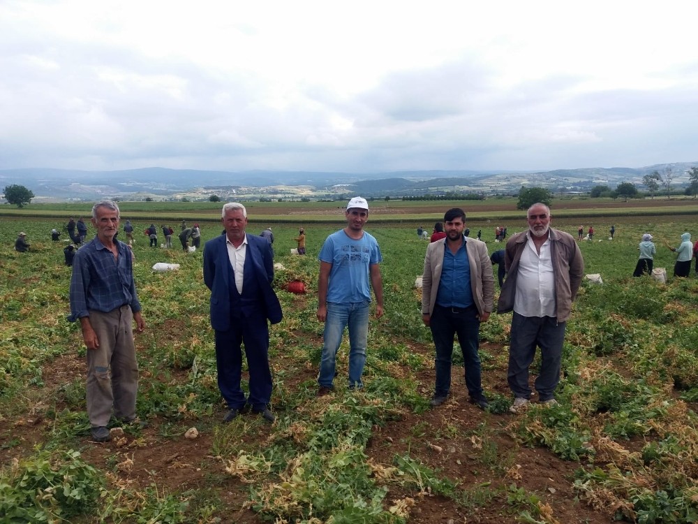 Yenişehir’de bezelye hasadı başladı 