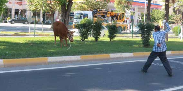 Yer Adıyaman: Kaçan kurbanlık danayı kundurasıyla durdurmaya çalıştı!