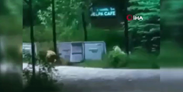 Yer: Ankara! Çöp karıştıran yavru ayıya köpekler saldırdı