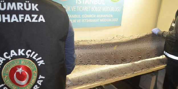 Yer: Atatürk Havalimanı! Yolcunun bagajından çıktı, polisler şoke oldu