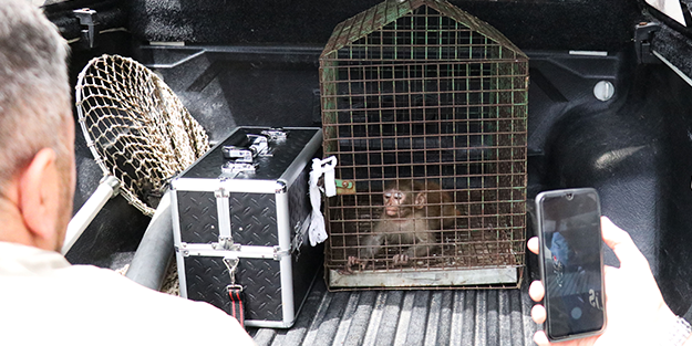 Yer: Bursa... Eve giren maymun yakalandı!