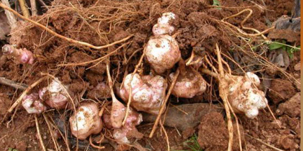 Yer elmasının faydaları saymakla bitmiyor!