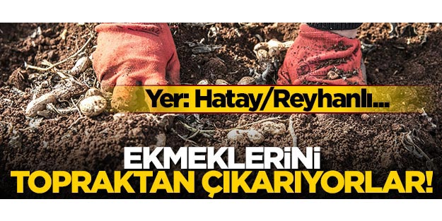 Yer: Hatay/Reyhanlı... Ekmeklerini topraktan çıkarıyorlar!