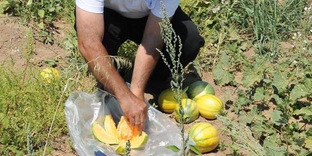 'Yer muzu' görmüş müydünüz? - FOTO