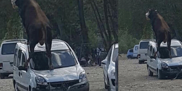 Yer: Samsun! Boğanın kaçtığı yer ilginç