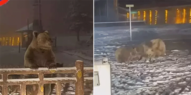 Yer: Uludağ... Kış uykusuna yatamayan ayı insanlara saldırdı!