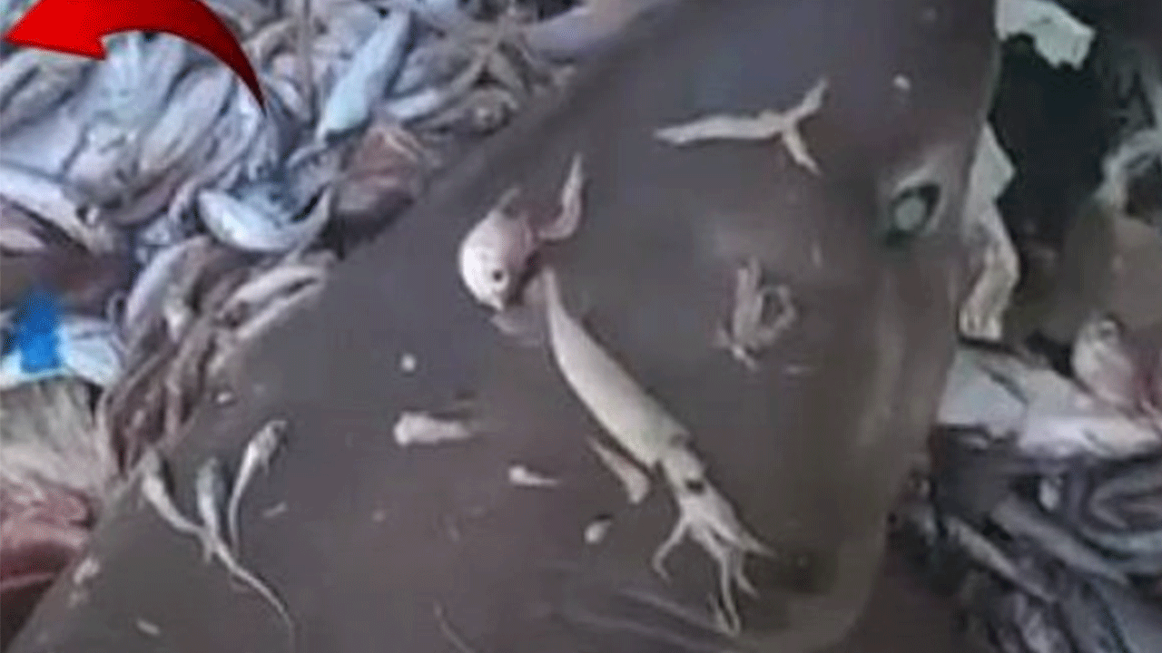 Yer yine Mersin: Bu sefer 8 tane ağlara takıldı!