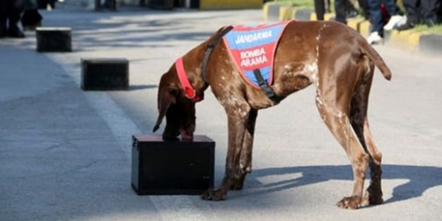 Yerde köpekler, havada İHA'lar bomba arayacak