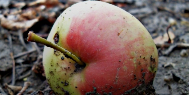 Yere düşen elma yenilir mi?