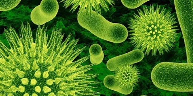 Yerli bakteri geliştirildi! Ajan gibi çalışacak