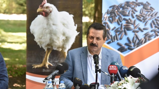 Yerli etçil tavuk Anadolu T