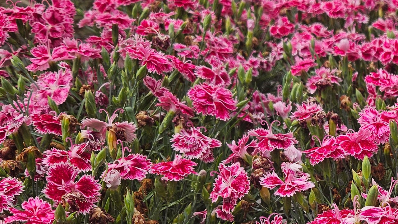 Yerli karanfil ekonomiye can verdi! Yüzde 85’i ihraç edildi