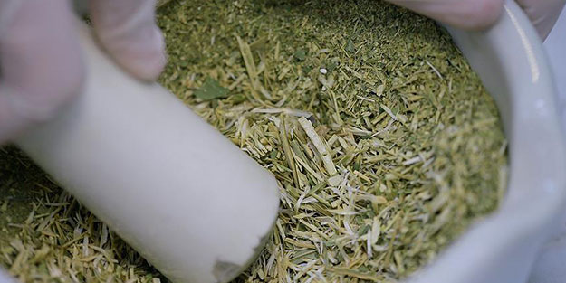 Yerli ot kansere çare olacak