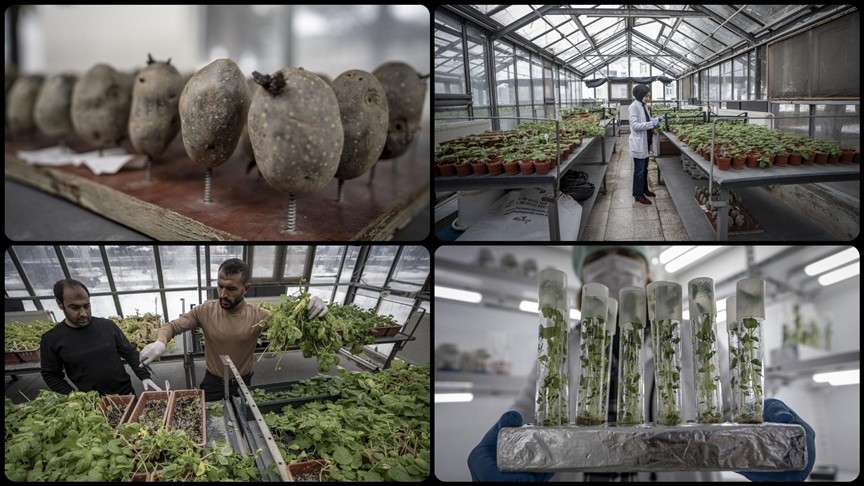 Yerli patates çeşitlerine bilimsel çalışma