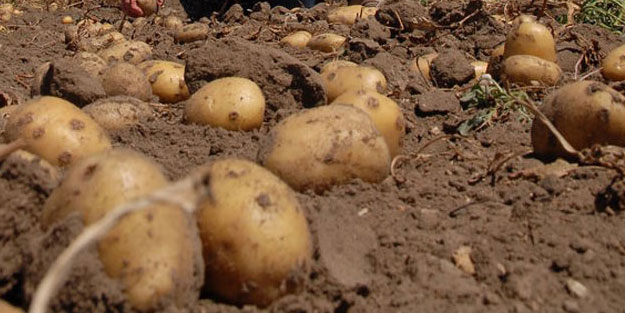 Yerli patateste 3 tohum daha satıldı