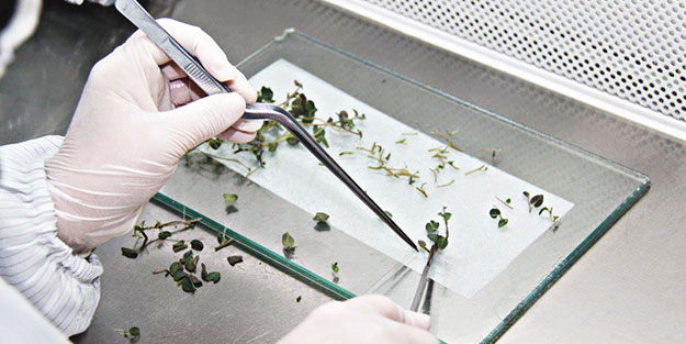 Yerli tohum ile çiftçi nefes aldı