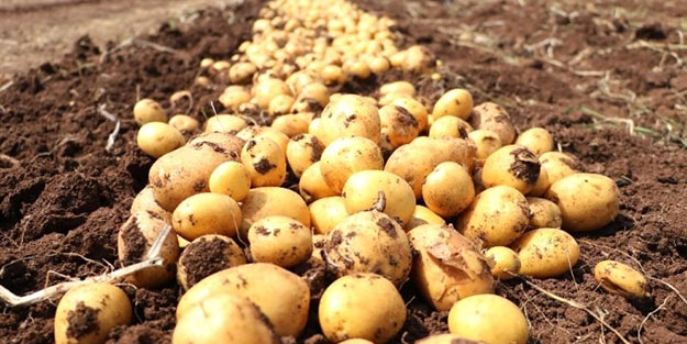 Yerli ve milli patates 