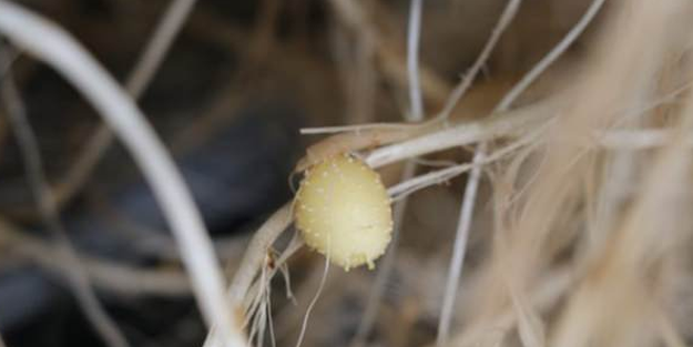 Yerli ve milli patates üretimi 30 kat arttı!