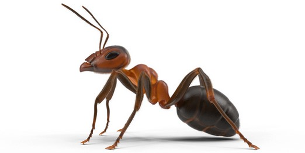 Yeryüzündeki karınca nüfusuyla ilgili yeni hesaplama yapıldı! İnsan beyninin tasavvur edemeyeceği bir rakam!