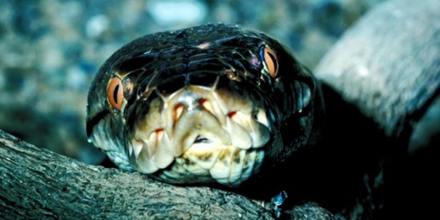 Yeryüzünün en ölümcül yılanlarıyla tanışın!