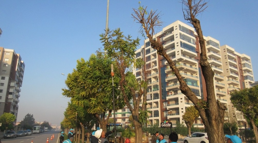 Yeşil alanlar kışlık bakıma alındı 