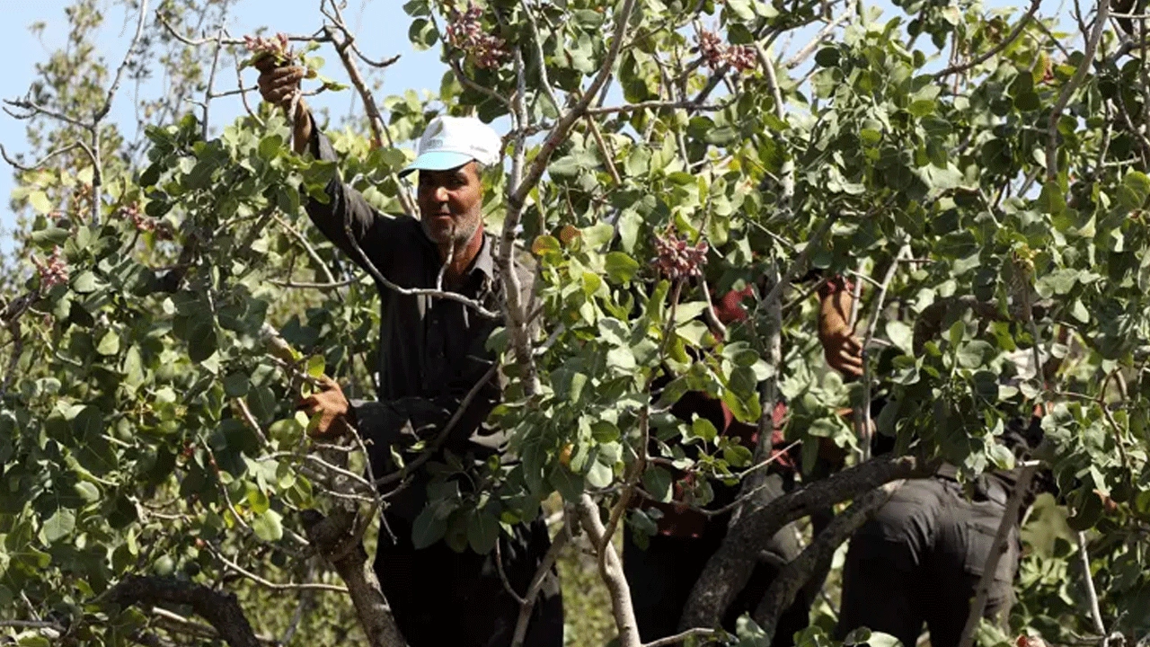 ’Yeşil altın’dan kötü haber