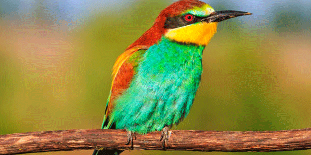 Yeşil arı kuşunun beslenme anı kameraya yansıdı