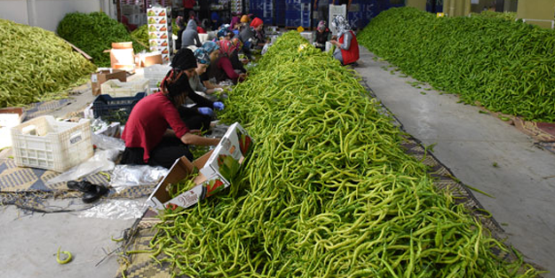 Yeşil biber deposu ilçede ikinci hasat!