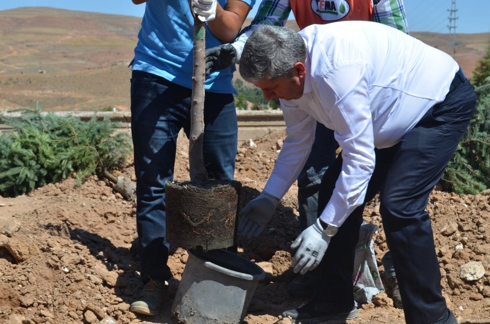Yeşil Bünyan için ağaçlandırma çalışmaları devam ediyor 