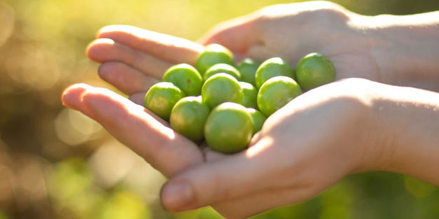 Yeşil eriği sakın böyle tüketmeyin