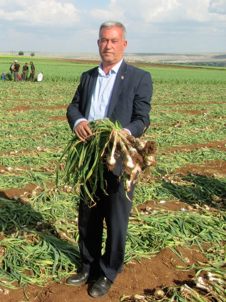 Yeşil sarımsak hasadına sayılı günler kala işçi sıkıntısı yaşanıyor 