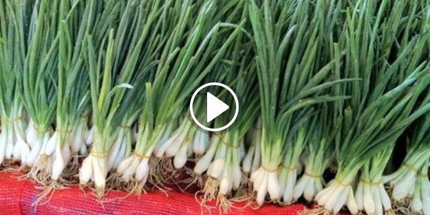 Yeşil soğan zam şampiyonu