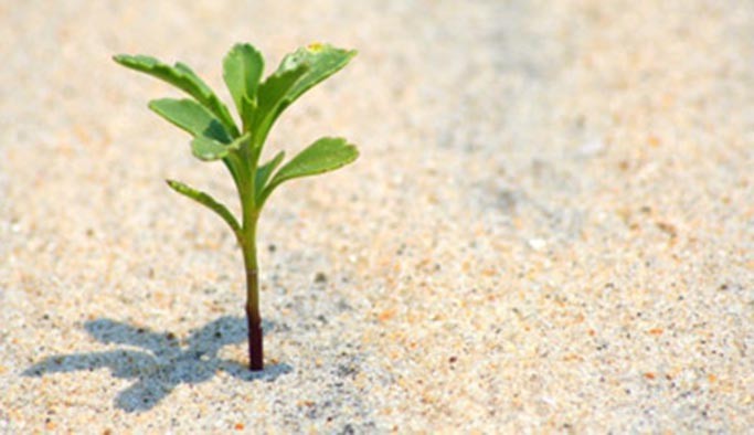 Yeşil Vatan emin ellerde! 25 Bin fidan toprakla buluştu!